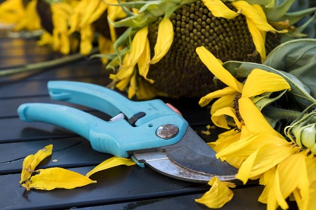 Shears-Bush-Trimming-Garden-Cleaning-Edge-Port-Elizabeth